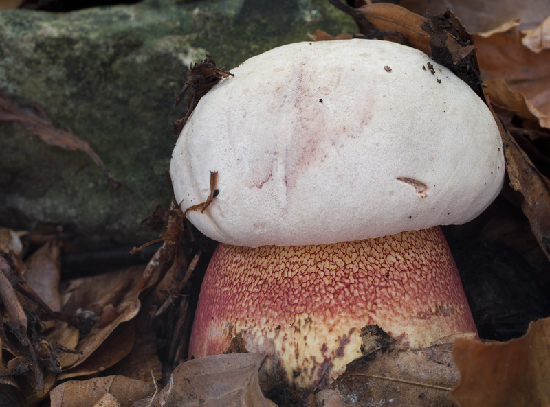 Boletus rhodoxanthus